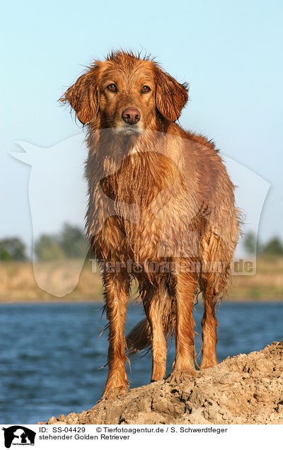 stehender Golden Retriever / standing Golden Retriever / SS-04429