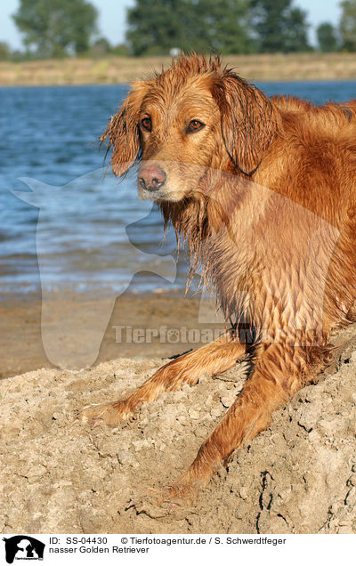 nasser Golden Retriever / wet Golden Retriever / SS-04430