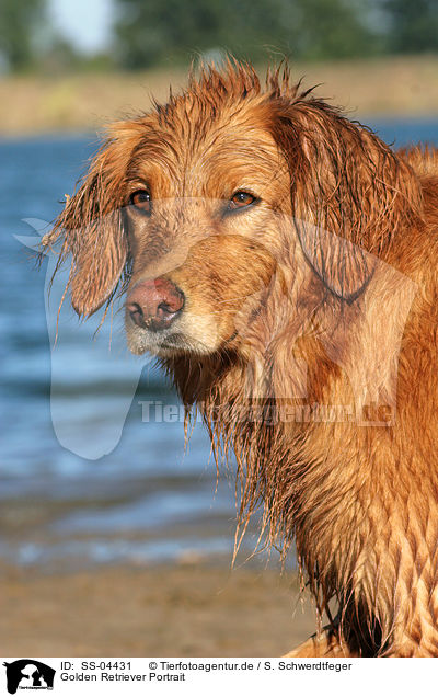 Golden Retriever Portrait / Golden Retriever Portrait / SS-04431