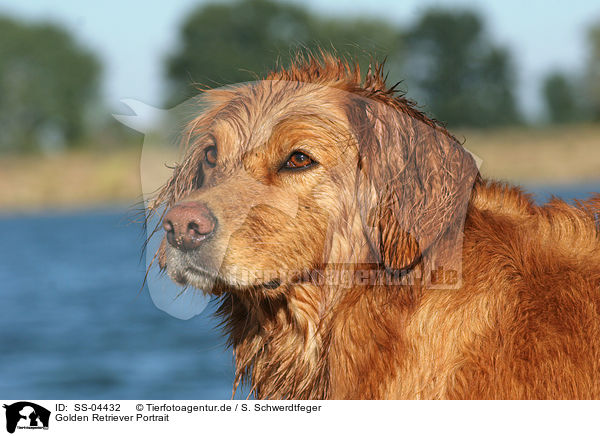 Golden Retriever Portrait / Golden Retriever Portrait / SS-04432