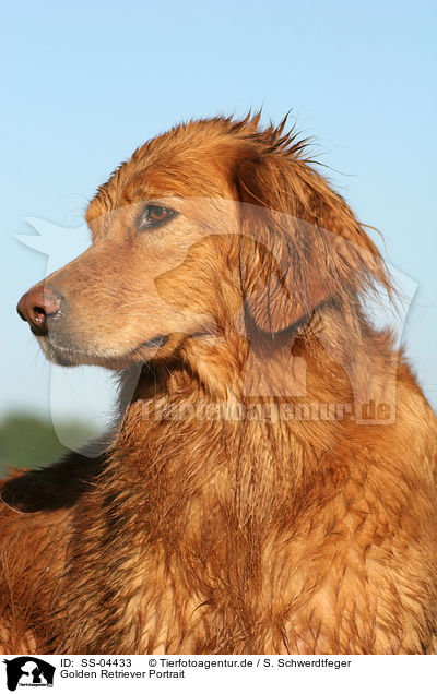 Golden Retriever Portrait / Golden Retriever Portrait / SS-04433