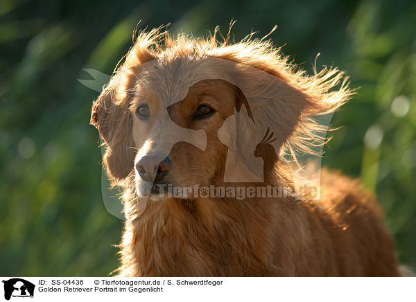 Golden Retriever Portrait im Gegenlicht / Golden Retriever Portrait in backlight / SS-04436