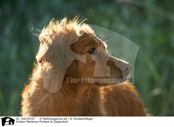 Golden Retriever Portrait im Gegenlicht / Golden Retriever Portrait in backlight / SS-04437