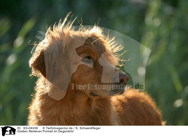 Golden Retriever Portrait im Gegenlicht / Golden Retriever Portrait in backlight / SS-04438