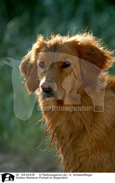 Golden Retriever Portrait im Gegenlicht / Golden Retriever Portrait in backlight / SS-04439