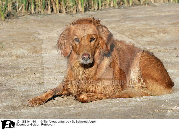 liegender Golden Retriever / lying Golden Retriever / SS-04440