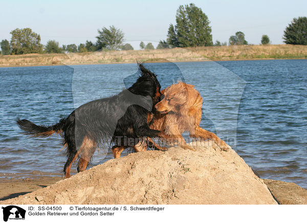 Golden Retriever und Gordon Setter / Golden Retriever and Gordon Setter / SS-04500