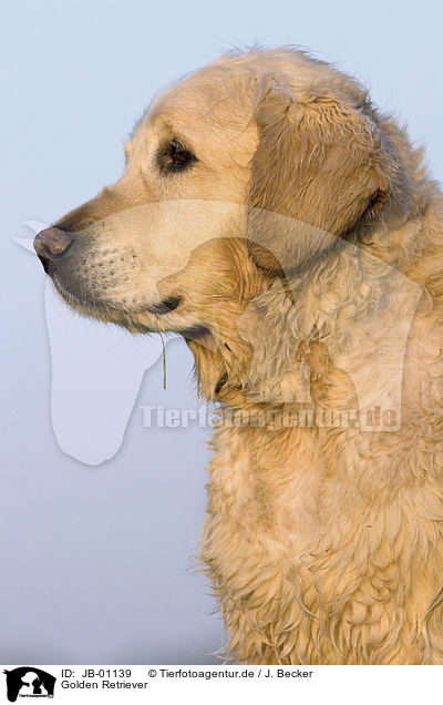 Golden Retriever / Golden Retriever / JB-01139