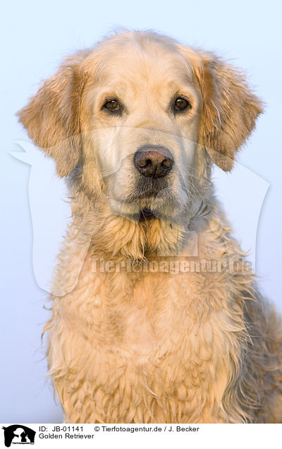 Golden Retriever / Golden Retriever / JB-01141