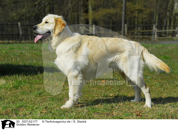 Golden Retriever / SST-02177