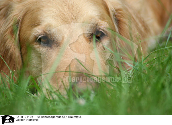 Golden Retriever / Golden Retriever / IF-01186