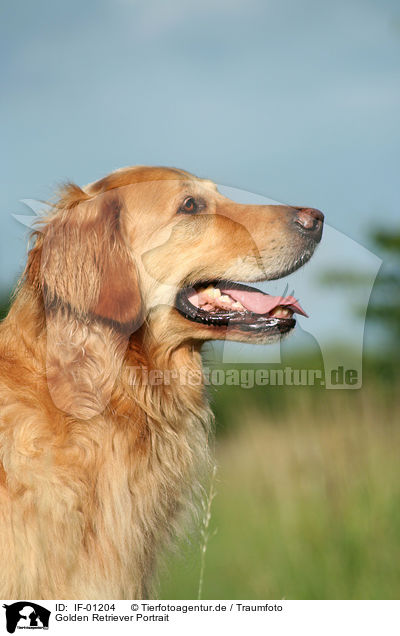 Golden Retriever Portrait / Golden Retriever Portrait / IF-01204