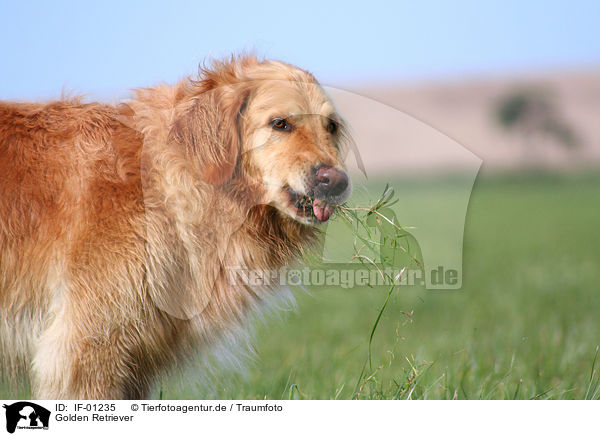 Golden Retriever / Golden Retriever / IF-01235