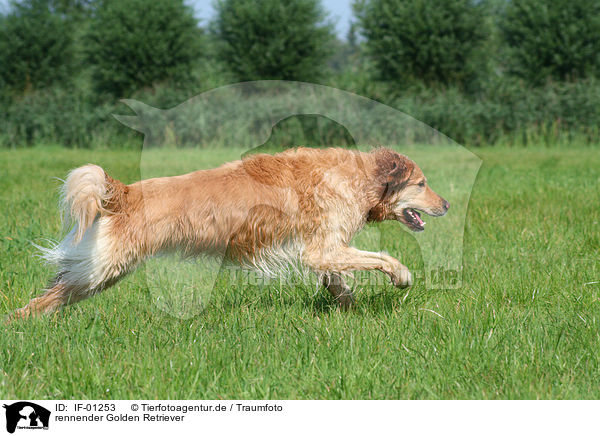 rennender Golden Retriever / IF-01253