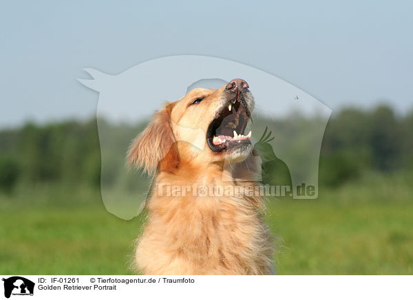 Golden Retriever Portrait / Golden Retriever Portrait / IF-01261
