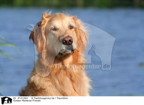 Golden Retriever Portrait / Golden Retriever Portrait / IF-01262