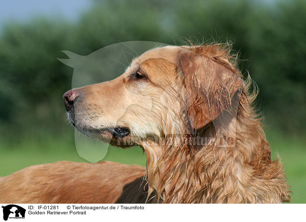 Golden Retriever Portrait / Golden Retriever Portrait / IF-01281