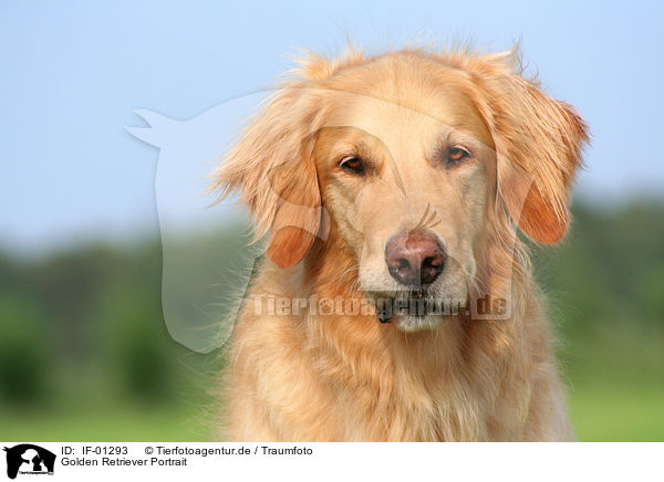 Golden Retriever Portrait / Golden Retriever Portrait / IF-01293