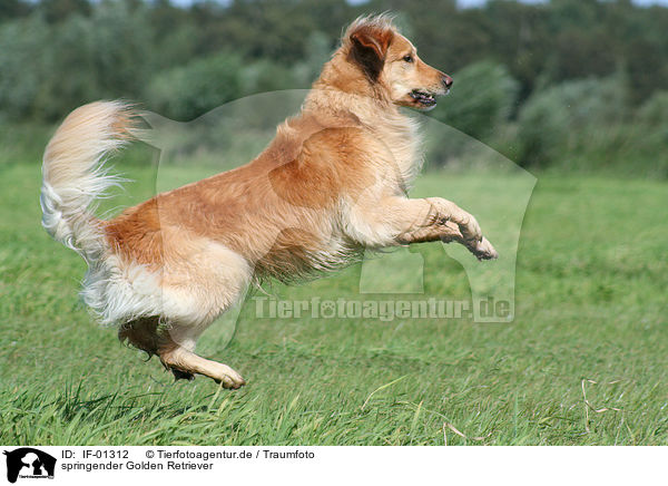 springender Golden Retriever / jumping Golden Retriever / IF-01312