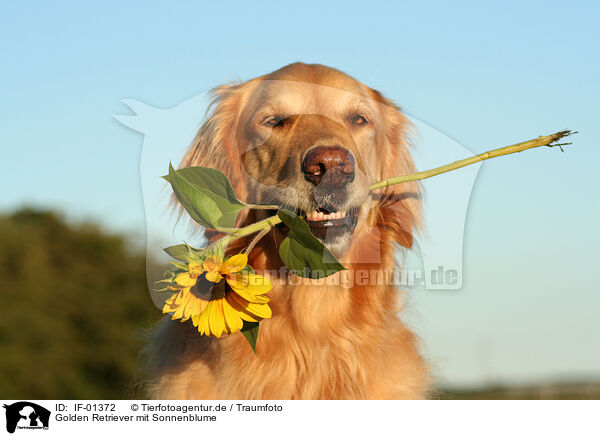 Golden Retriever mit Sonnenblume / Golden Retriever with sunflower / IF-01372