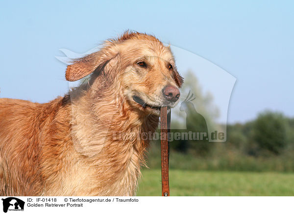Golden Retriever Portrait / Golden Retriever Portrait / IF-01418