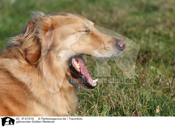 ghnender Golden Retriever / yawning Golden Retriever / IF-01519