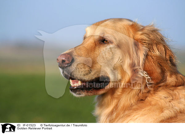 Golden Retriever Portrait / Golden Retriever Portrait / IF-01523