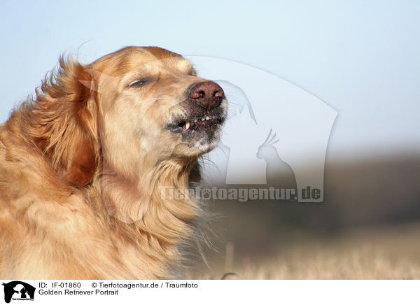 Golden Retriever Portrait / Golden Retriever Portrait / IF-01860