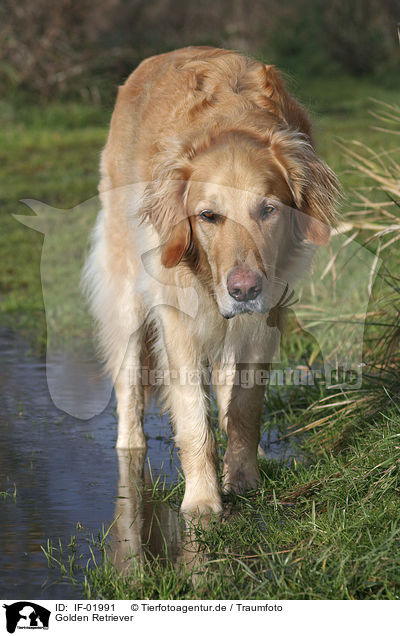 Golden Retriever / Golden Retriever / IF-01991