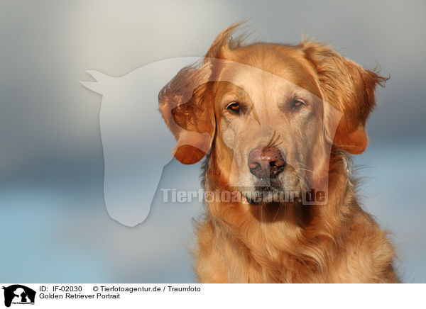 Golden Retriever Portrait / Golden Retriever Portrait / IF-02030