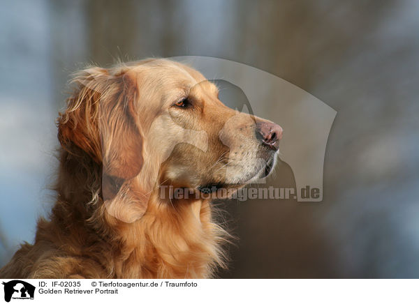 Golden Retriever Portrait / Golden Retriever Portrait / IF-02035
