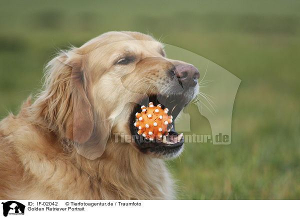 Golden Retriever Portrait / Golden Retriever Portrait / IF-02042