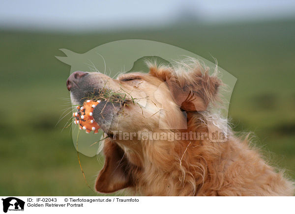 Golden Retriever Portrait / Golden Retriever Portrait / IF-02043