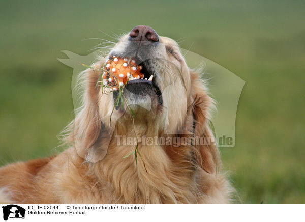 Golden Retriever Portrait / Golden Retriever Portrait / IF-02044