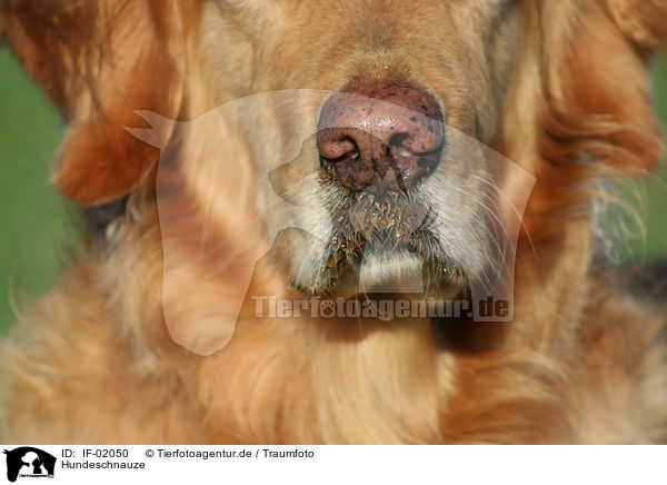 Hundeschnauze / dog snout / IF-02050