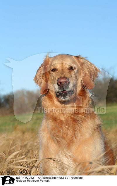 Golden Retriever Portrait / Golden Retriever Portrait / IF-02052