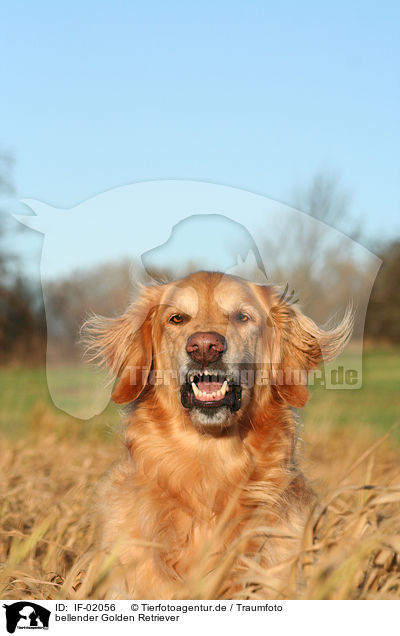 bellender Golden Retriever / barking Golden Retriever / IF-02056