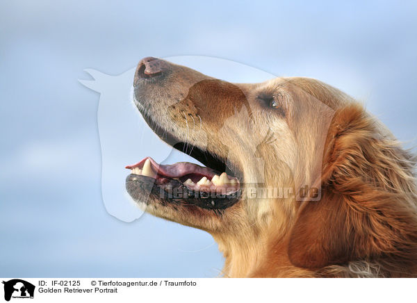 Golden Retriever Portrait / Golden Retriever Portrait / IF-02125