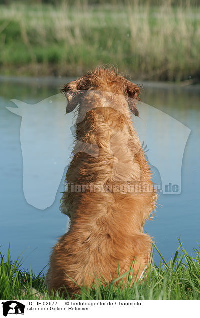 sitzender Golden Retriever / sitting Golden Retriever / IF-02677