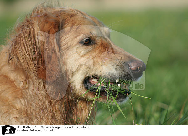 Golden Retriever Portrait / Golden Retriever Portrait / IF-02687