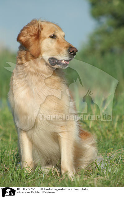 sitzender Golden Retriever / sitting Golden Retriever / IF-02751