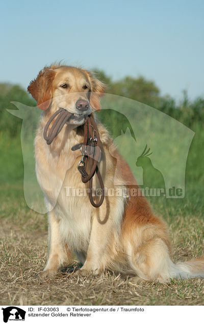 sitzender Golden Retriever / sitting Golden Retriever / IF-03063