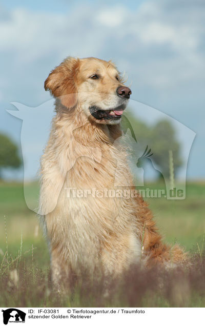 sitzender Golden Retriever / sitting Golden Retriever / IF-03081