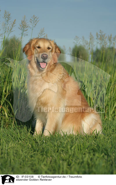 sitzender Golden Retriever / sitting Golden Retriever / IF-03108