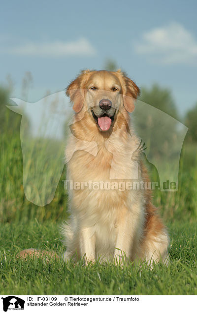 sitzender Golden Retriever / sitting Golden Retriever / IF-03109