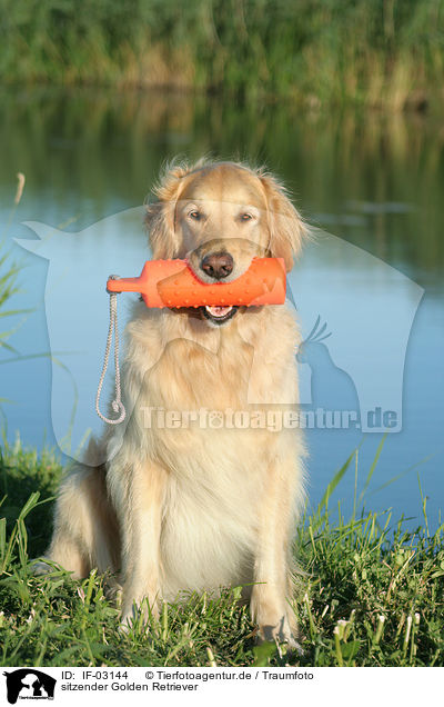 sitzender Golden Retriever / sitting Golden Retriever / IF-03144