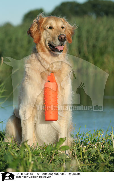 sitzender Golden Retriever / sitting Golden Retriever / IF-03145