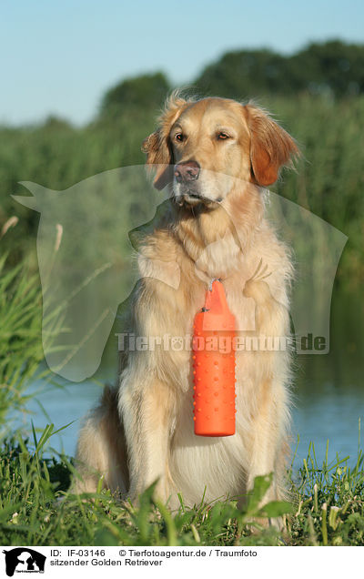 sitzender Golden Retriever / sitting Golden Retriever / IF-03146