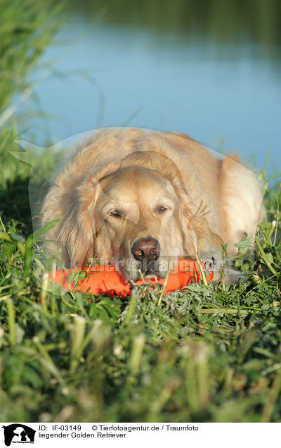 liegender Golden Retriever / lying Golden Retriever / IF-03149