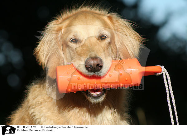 Golden Retriever Portrait / Golden Retriever Portrait / IF-03172